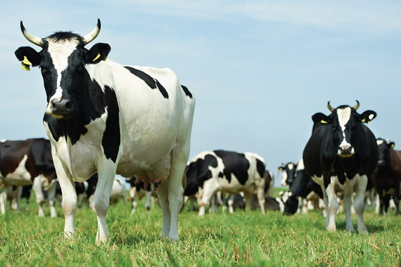 White paper for the Plus Cow’s Milk ELISA Test